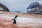 Gentoo penguin walking on ice to the sea in Antarctica, orange stains due to the bird colony feeding on krill, Antarctic Peninsula