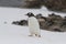 Gentoo penguin walking , Neko Harbor, Antarctica