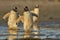 Gentoo Penguin walking through a pool of water in the Falkland Islands