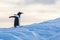 Gentoo penguin walking up an iceberg waddling to reach its colony in Antarctica, cute wildlife, frozen landscape in Antarctic