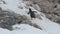 Gentoo Penguin walking up rocks