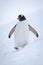 Gentoo penguin walks through snow raising foot