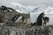 Gentoo penguin watching over its mate on nest