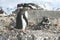 Gentoo penguin watching over its mate on nest