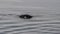 Gentoo Penguin in the water