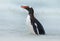 Gentoo penguin, water sea bird jumps out of the blue water while swimming through the ocean in Falkland Island