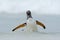 Gentoo penguin, water sea bird jumps out of the blue water while swimming through the ocean in Falkland Island