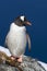 Gentoo penguin who stands on the edge of a cliff