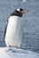 Gentoo penguin who stands on the edge of a snow-covered cliff on