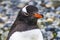 Gentoo Penguin Yankee Harbor Greenwich Island Antarctica