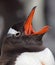 Gentoo penguin yawning, Antarctica