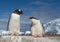 Gentoo penguin with young