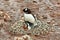 Gentoo penguine mother with chick sitting in nest