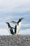 Gentoo penguins