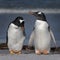 Gentoo Penguins