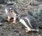 Gentoo Penguins