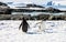 Gentoo penguins