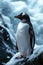 Gentoo penguins at Antarctic Peninsula