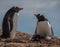 Gentoo Penguins in Antarctica