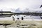 Gentoo Penguins, Antarctica