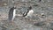 Gentoo Penguins. Antarctica. Close-up Antarctic Gentoo Penguin. A colony of Gentoo Penguins stand on the on rocky coast