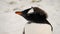 Gentoo penguins in Antarctica on Cuverville Island.