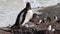 Gentoo penguins on the beach of Antarctica