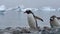 Gentoo Penguins on the beach in Antarctica