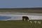 Gentoo Penguins on Bleaker Island in the Falkland Islands