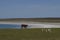 Gentoo Penguins on Bleaker Island in the Falkland Islands