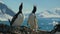 Gentoo penguins calling chick in nesting area