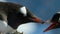 Gentoo penguins calling chick in nesting area