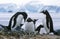 Gentoo penguins and chicks (Pygoscelis papua) at rookery in Paradise Harbor, Antarctica