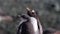 Gentoo penguins Close up