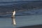 Gentoo Penguins coming ashore in the Falkland Islands