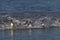 Gentoo Penguins coming ashore in the Falkland Islands