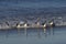 Gentoo Penguins coming ashore in the Falkland Islands