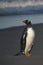 Gentoo Penguins coming ashore in the Falkland Islands