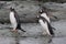 Gentoo penguins coming out of the water, Antarctica