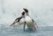 Gentoo penguins coming on shore from a stormy Atlantic ocean