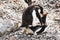 Gentoo Penguins couple mating on rocks