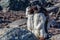 Gentoo penguins couple standing on the rocks, Cuverville Island, Antarctica