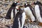 Gentoo Penguins Crying Yankee Harbor Greenwich Island Antarctica