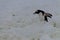 Gentoo Penguins on Cuverville Island, Antarctica