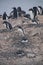 Gentoo Penguins on Cuverville Island, Antarctica