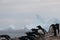 Gentoo Penguins on Cuverville Island, Antarctica