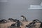 Gentoo Penguins on Cuverville Island, Antarctica