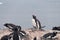 Gentoo Penguins on Cuverville Island, Antarctica