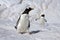 Gentoo Penguins - Danko Island - Antarctica