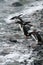 Gentoo penguins, diving